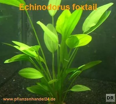 7 Pots D'echinodorus Foxtail, Plantes Arrière-Plan