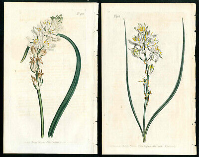 1806 Curtis Botanical Magazine Star of Bethlehem Lily, Liliago 2 Antique Prints