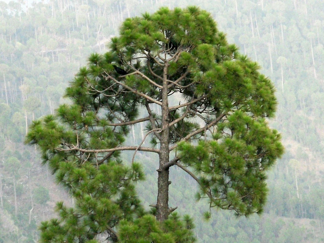 SAMEN KIEFER PINUS roxburghii Samen HIMALAYAKIEFER Bonsai Nadelbaum