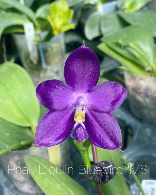 QMM055: Phal. Lioulin Bluebird 'Blue'