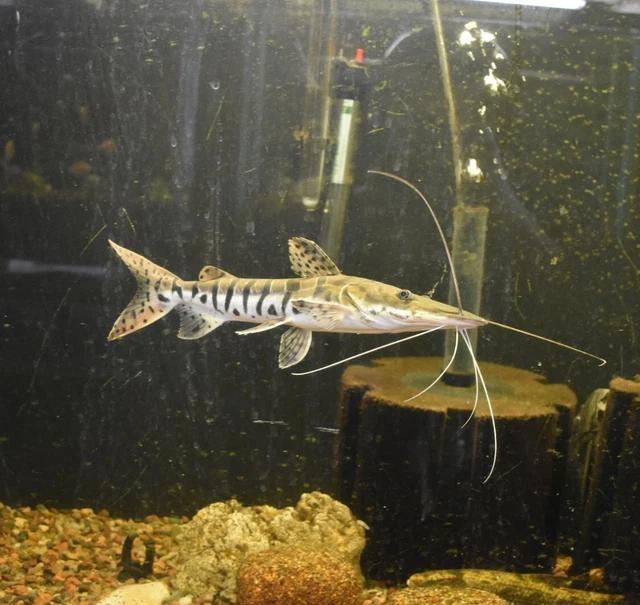Live Tiger Shovelnose Catfish (10" Monster Freshwater Fish) *PLS READ DESCR*
