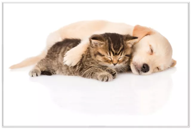 Wallario Premium Poster Plakat Katze Hund Harmonie - Kuschelnde Tiere Katzen