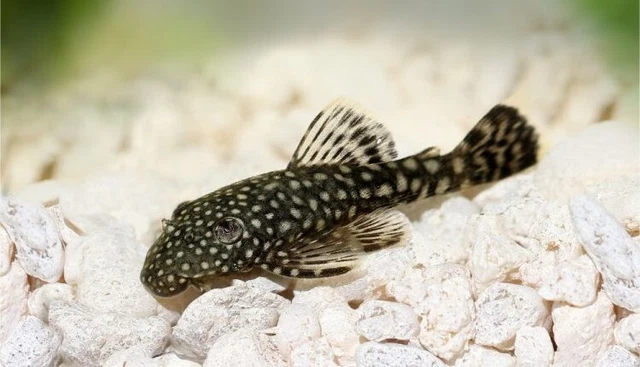 2 x BRISTLE-NOSE PLECO .75-1.5 inch Fish