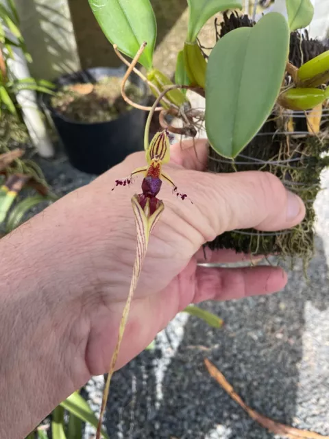 orchid species-Bulbophyllum appendiculatum-India