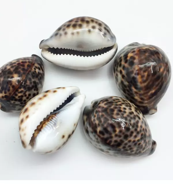 ~❤️~Tiger COWRIE Shells X 5 set responsibly harvested sea shell 70 to 80mms~❤️~