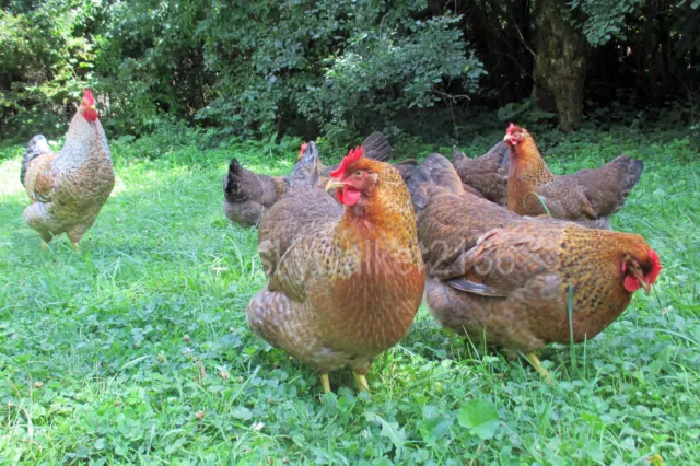 10+ Bielefelder Fertile Hatching Eggs.  Flock is from 2011 & 13 import bloodline