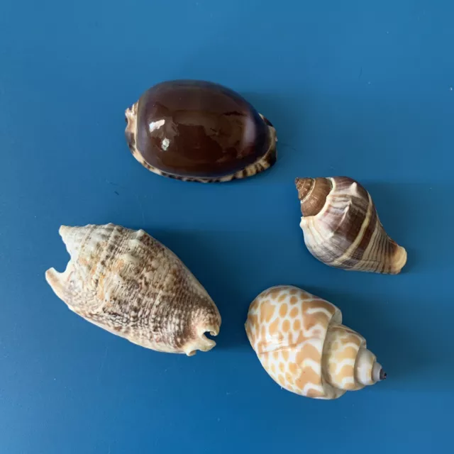Lot of 4 Assorted Natural Sea Shells Tiger Cowrie Home Decor  1.5" or 2" EUC