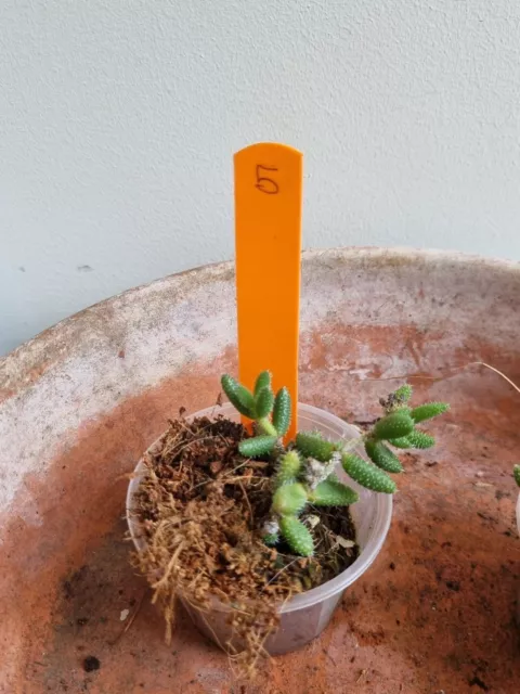 Delosperma Echinatum 5- 2xRooted Cutting - Pickle Plant - Rare Succulent Pigface