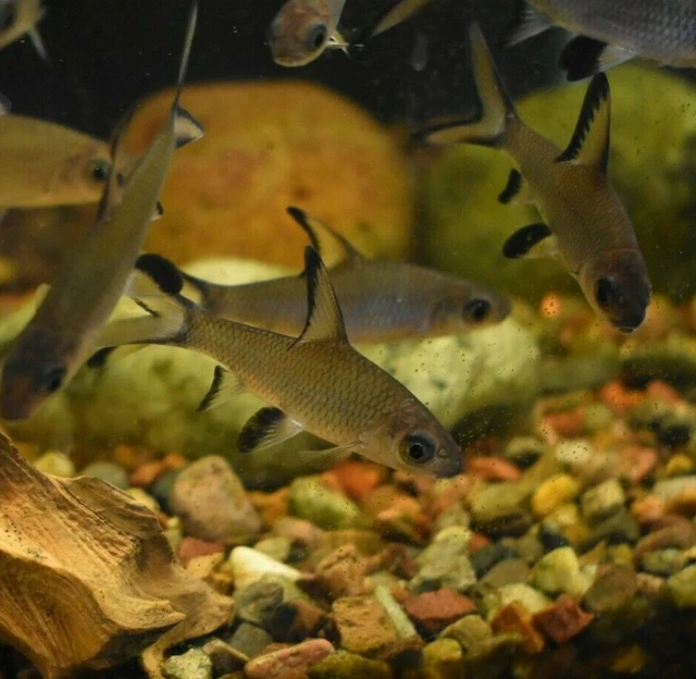 Live 2" Bala Shrk (Pack of 3 Freshwater Aquarium Fish) *PLS READ DESCR* 4