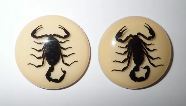Insect Cabochon Black Scorpion Round 38 mm Amber White Bottom 2 pieces Lot