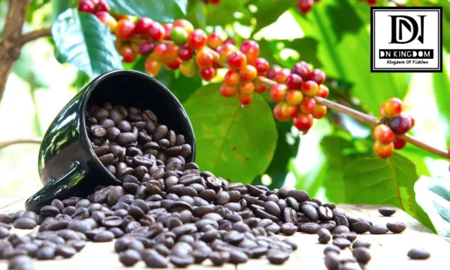 Ceylon Coffea Arabica Seed Tropical Exotic Coffee Bean Plant Tree Shrub 50 Seeds