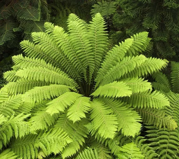 SAMEN  Ziergras grüner weicher BAUM FARM liebt ein schattigen Platz im Garten