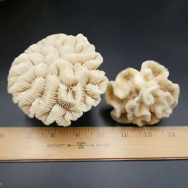 Natural Brain Coral Two Pieces Sea Ocean Reef Fish Aquarium Decor Nautical