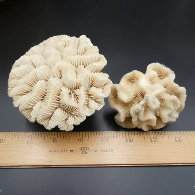 Natural Brain Coral Two Pieces Sea Ocean Reef Fish Aquarium Decor Nautical Natural Brain Coral Two Pieces Sea Ocean Reef Fish Aquarium Decor Nautical