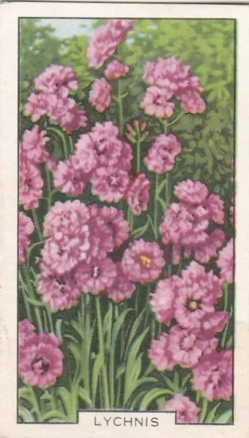 Gallaher Cigarette Card - Garden Flowers 1938 -  43 Lychnis
