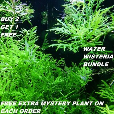 Hygrophila Difformis Bunch Water Wisteria Live Aquarium Plants BUY2GET1FREE