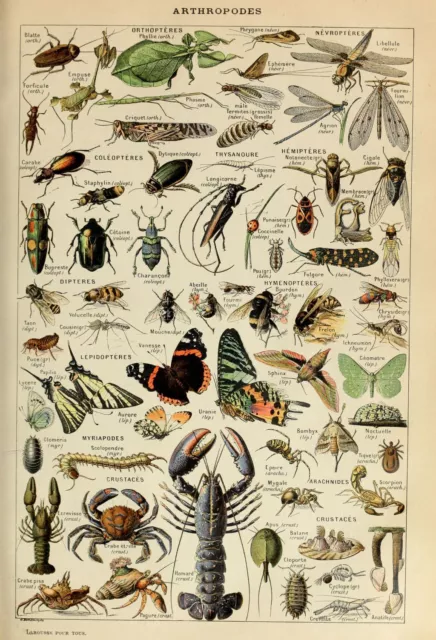 Adolphe Millot Vintage Insects Botanical Natural History Wall Art Print Poster