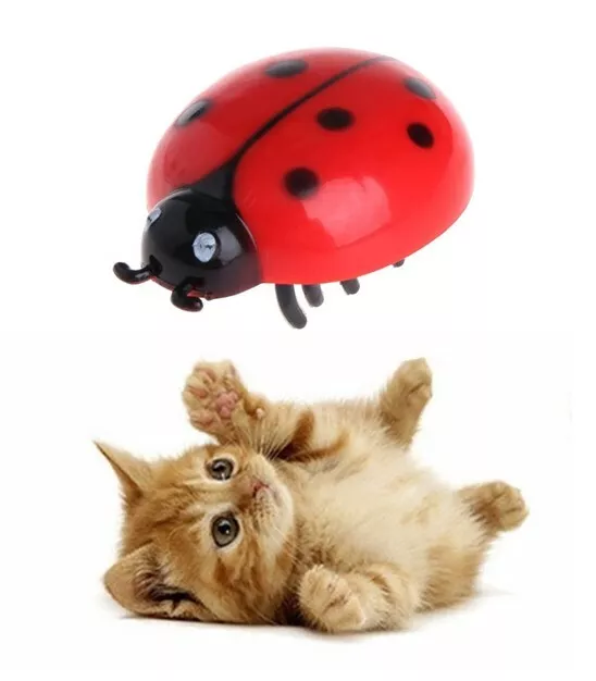 Katzen Spielzeug - elektrischer Marienkäfer - Spielspaß für die Katze