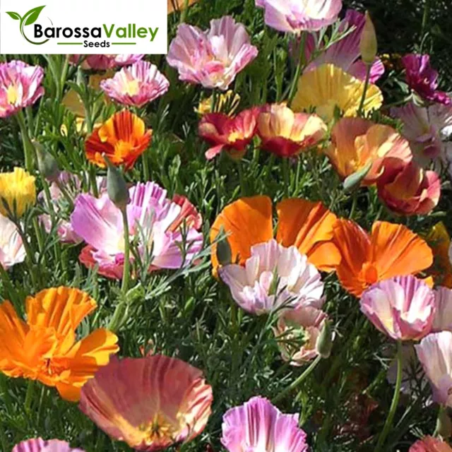 CALIFORNIAN POPPY (ESCHSCHOLZIA) BALLERINA DOUBLE MIX 100+ Seeds FLOWERS