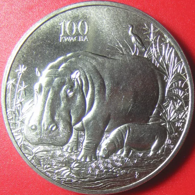 1998 ZAMBIA 100 KWACHA HIPPO HIPPOPOTAMUS CALF AFRICAN WILDLIFE CU-NI no silver