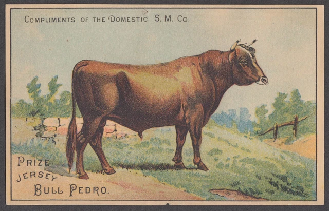 Domestic Sewing Machine Prize Jersey Bull Pedro trade card 1880s