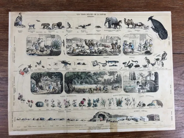 Journal des Mères et Des Enfants (circa. 1850) 3 REGNES NATURE Litho Lemercier