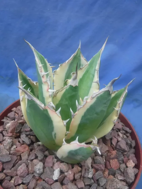 Agave titanota "Snaggle Tooth" VARIEGATED Super Rare! 4" wide! Gorgeous!  P6