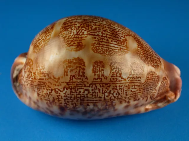 Cypraea mappa curvati, Rare, Great Dark Pattern, 65.0mm, Marquesas Shell