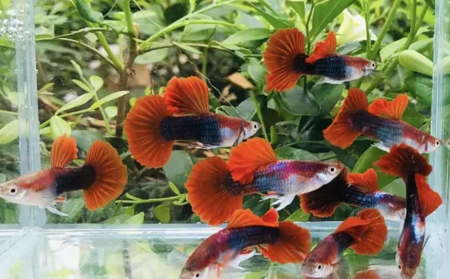 Guppy Poecilia Ret in Pairs Tuxedo Red Guppies (1 Male + Female)