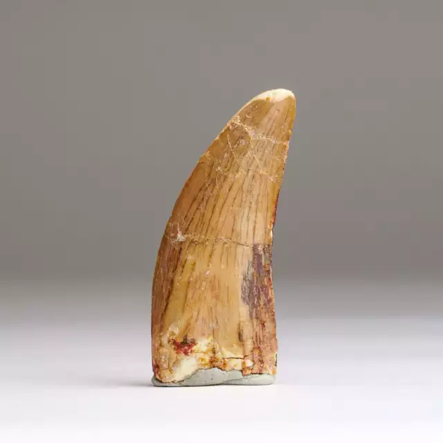 Genuine Carcharodontosaurus Tooth in Display Box (22.8 grams)