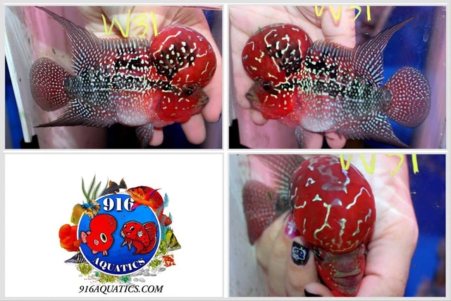 3.5 Inch High Grade Super Red Dragon Live Flowerhorn #W31