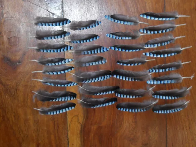 30 (Eurasian) Blue Jay Wing Feathers,Fly Tying Art Craft  Native Art