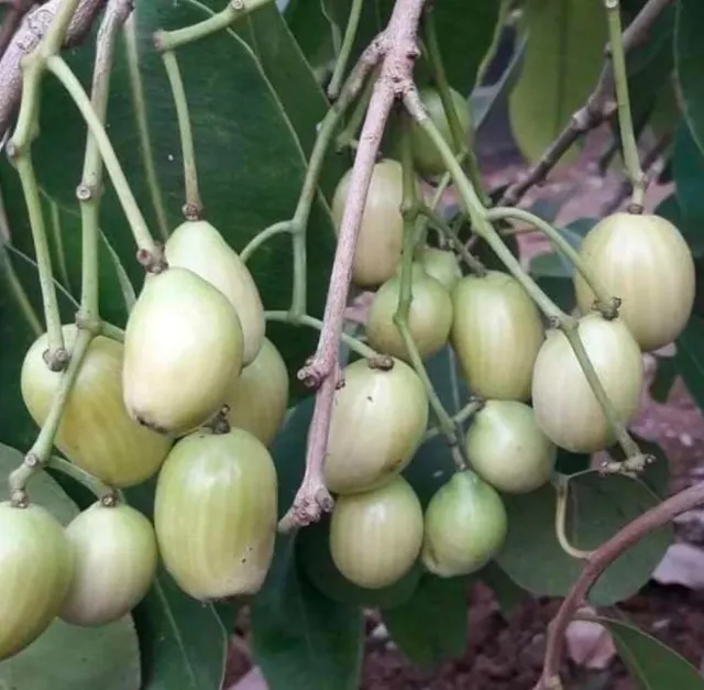 Thai White Jamun Fruit Grafted Live Plant 18-25 inch Malabar Plum Java Plum