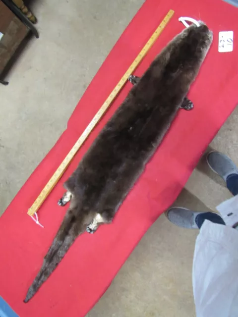 Tanned River Otter pelt with feet winter fur animal hide Tanned River Otter pelt with feet winter fur animal hide