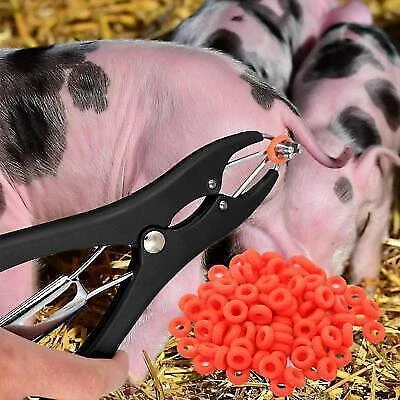 Sheep Castration Tool Set 100 Rings - Equipment Veterinary