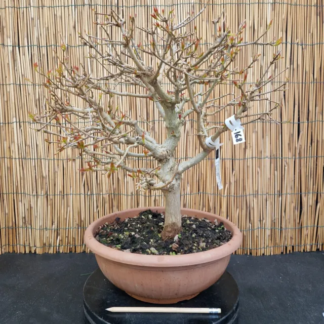 Bonsai di Acero Bergerianum h 50cm Visita il mio negozio!