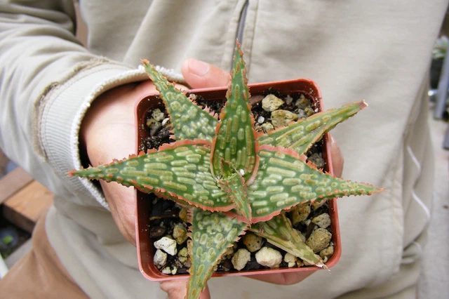 aloe vera manos Pink Aloe Vera Mug