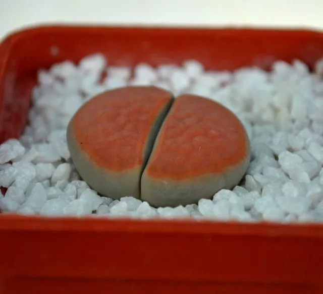 Lithops karasmontana v. karasmontana 'Sumitatum'  Orange seeds 100 pcs 2