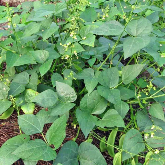 Bean Henderson Bush Lima or Fava Broad Windsor/ Heirloom/Open Pollinated/non GMO