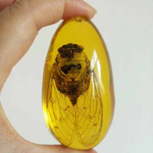 Beautiful Amber Cicada Fossil Insects Manual Polishing