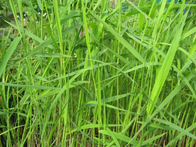 Schilf - Phragmites australis Teichpflanzen Teichpflanze Sumpfpflanze