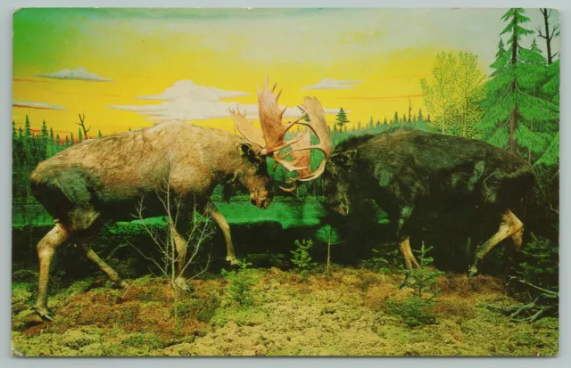 Gaylord Michigan~Fighting Bull Moose At Call Of The Wild Museum~Vintage PC