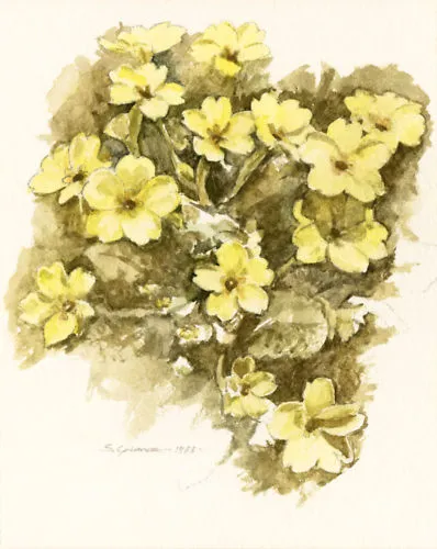 Primrose Flower POSTCARD Steve Greaves Painting Wild-flower Art Card Botanical