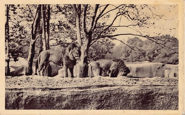 CPA Dept 94 Val de Marne - Vincennes Jardin Zoologique les Lions