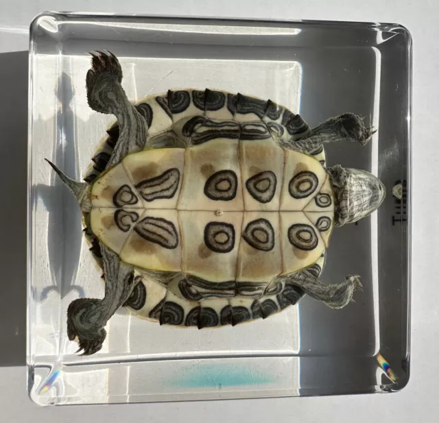 75mm Echt Turtle Brazilien Schildkröte IN Platz Klar Lucite Kunstharz Science