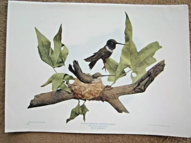 1900 Antique Black Chinned Hummingbird Bird Lithograph Print