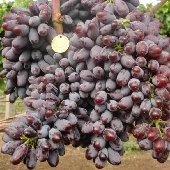 Weinrebe , pilzfeste, kernlose Tafeltraube Bravissimo.