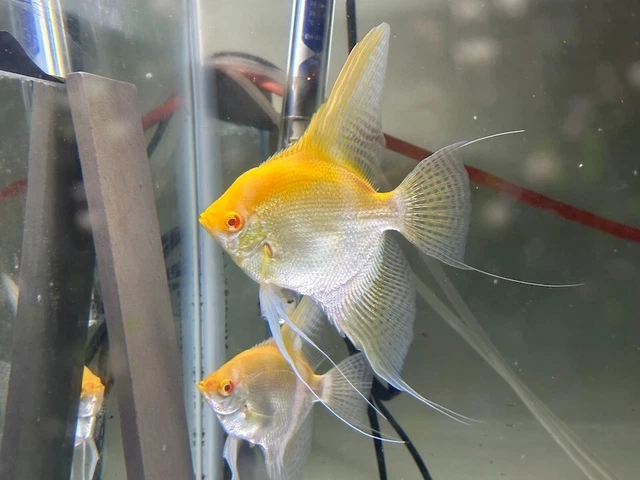 3+1 FREE Beautiful Albino Manacapuru Angelfish