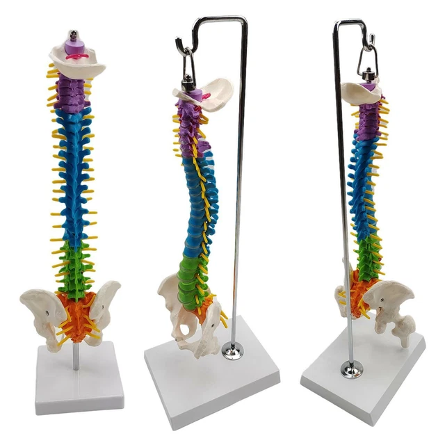 Performance Health Lebensgroßes Skelett-Modell | Mit Ständer & Rollen | 180 Cm, Bewegliche Gelenke | Für Unterricht, Medizinstudium, Praxis