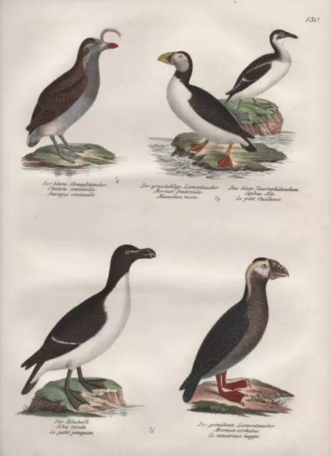 Papageitaucher Larventaucher Oiseaux Birds Lithographie Brodtmann 1830